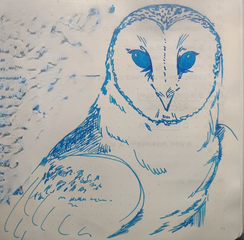 dibujo de una lechuza