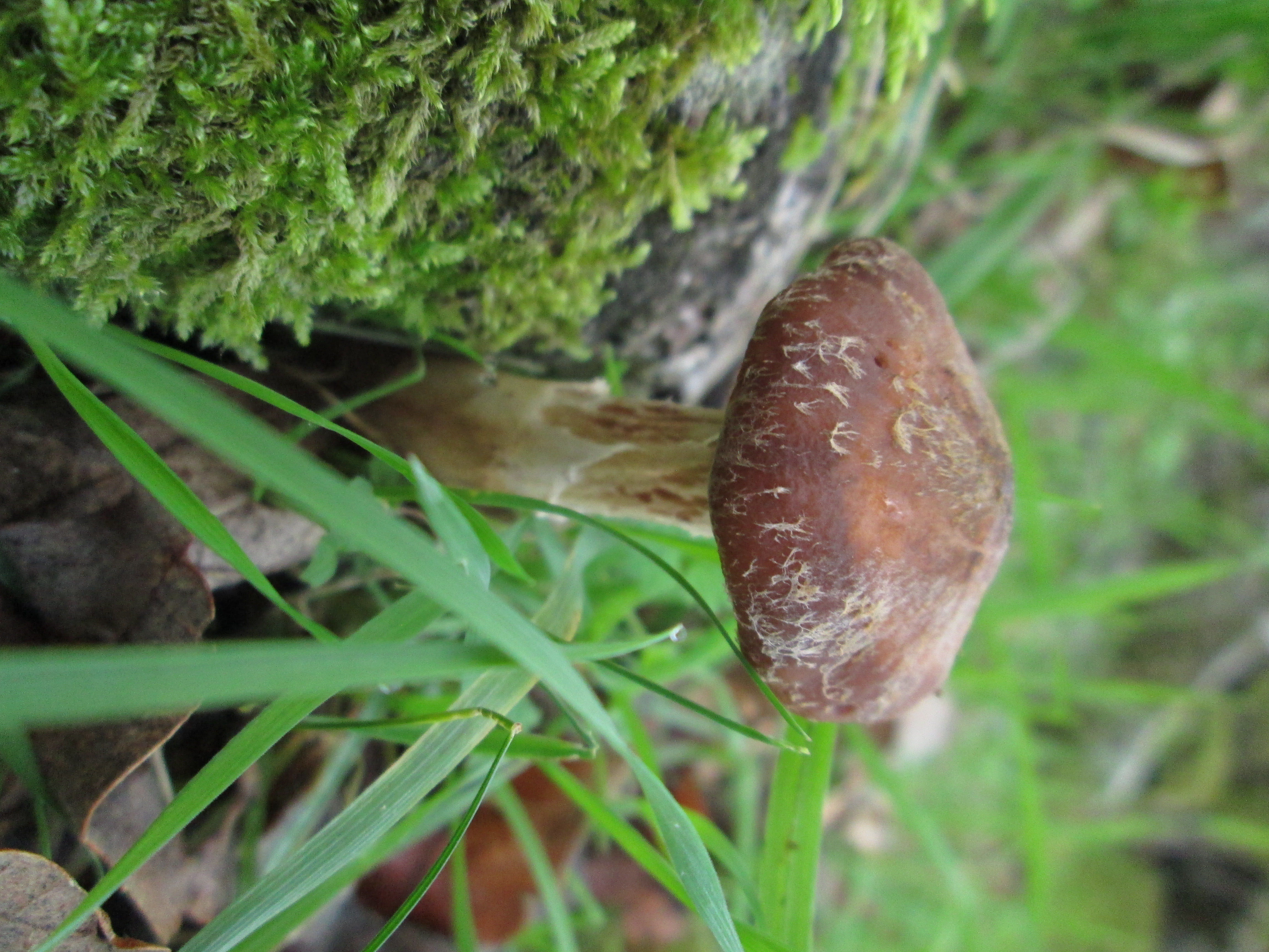 plants and fungus